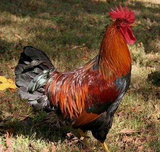 Chicken Tales Image